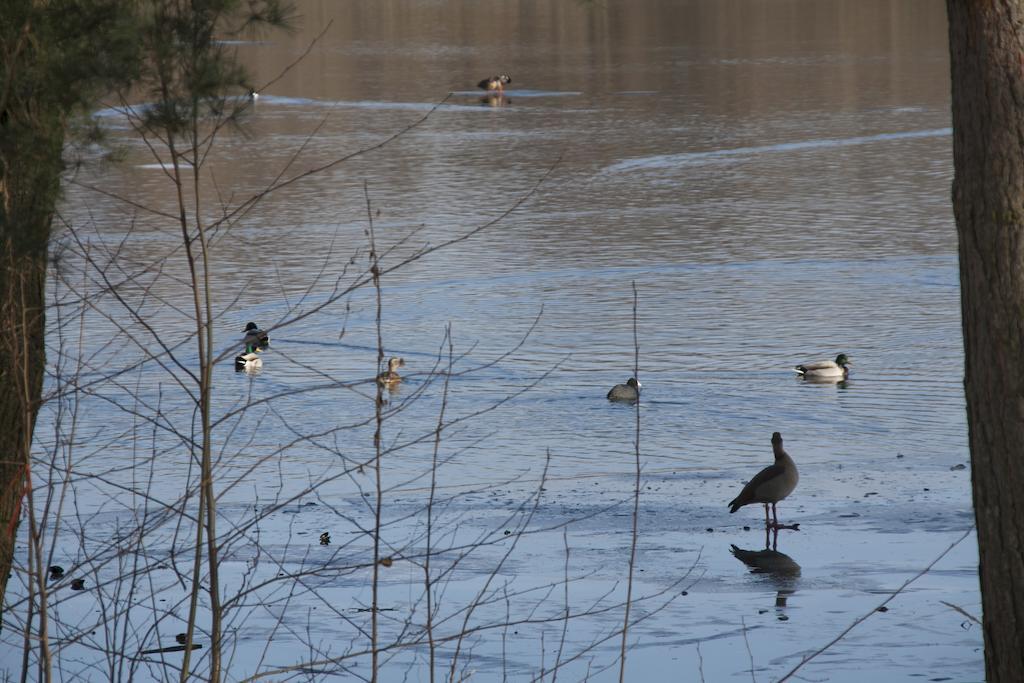Villa Weissensee Potsdam Eksteriør bilde